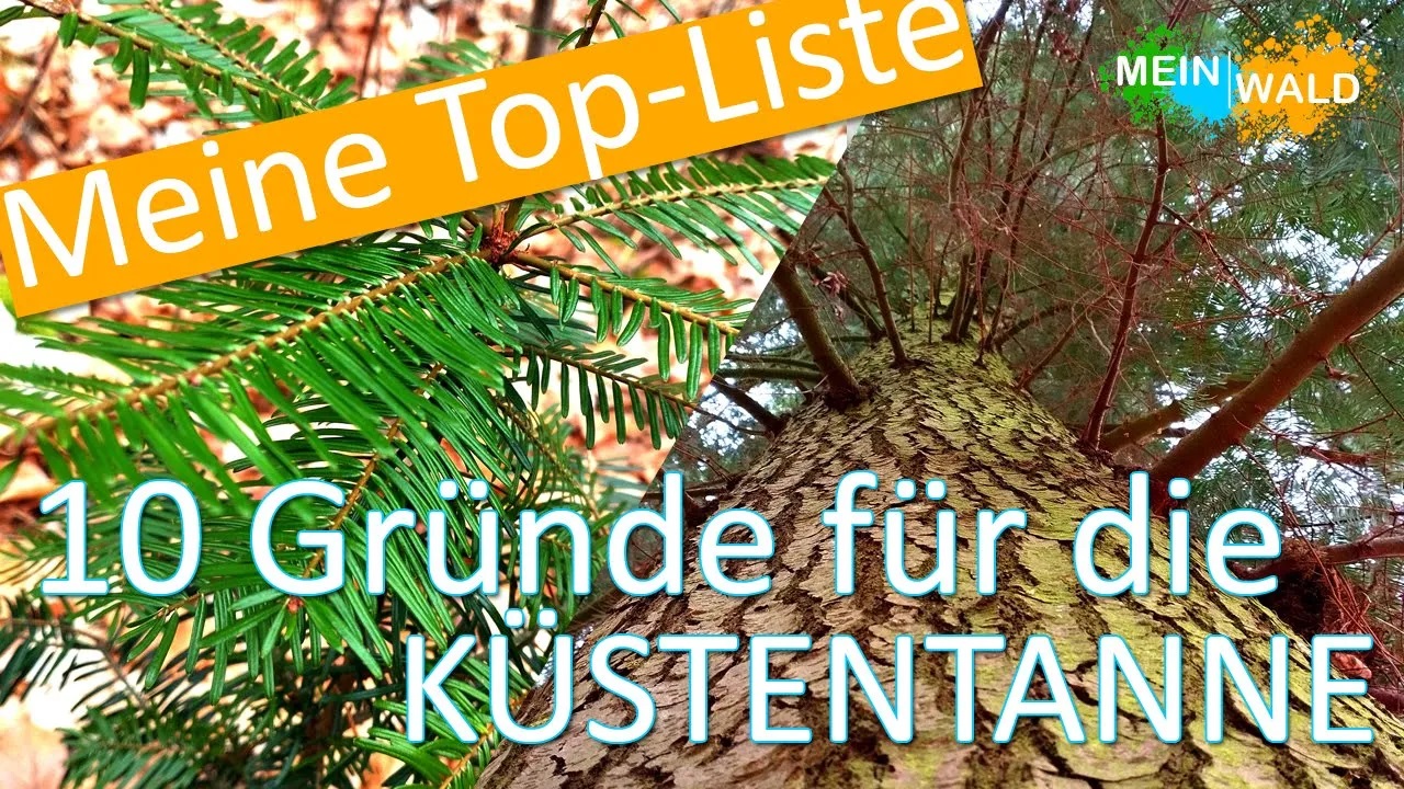 Kuestentanne10Gruende