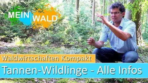 Wildlinge Tanne