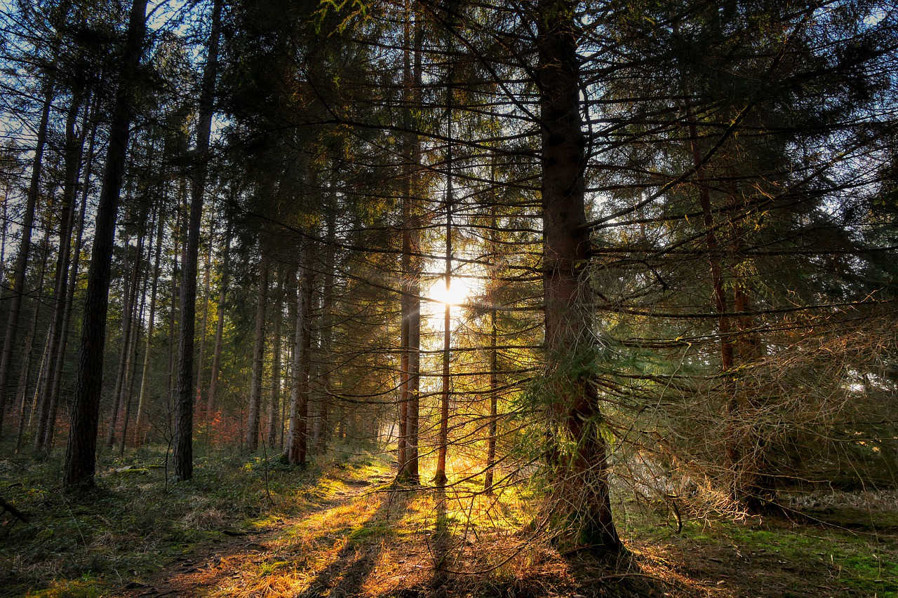 Neue LWF-Praxishilfe erschienen: Wald-Lebensraumtypen in Bayern