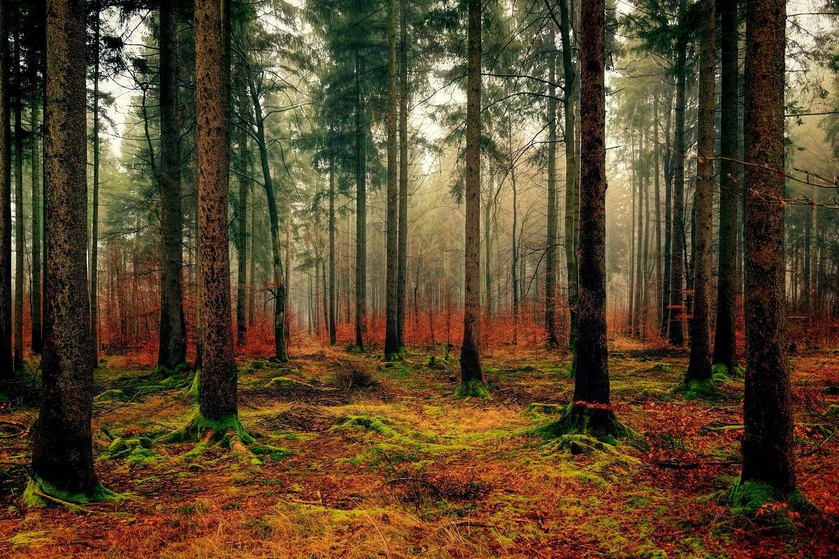 BiWa 2020 - Bildungsprogramm Wald der Bayerischen Forstverwaltung