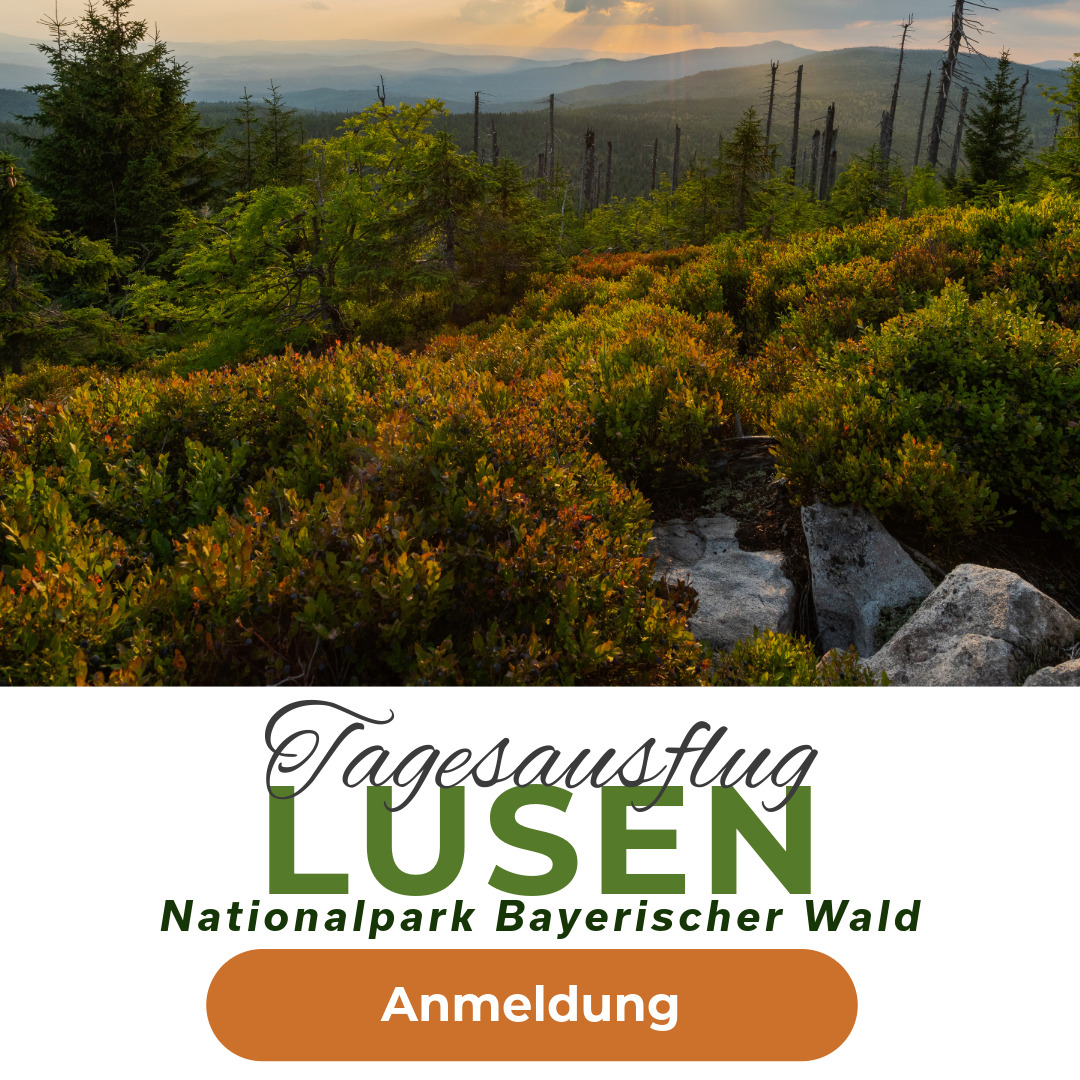 Tagesausfluch Lusen Anmeldung