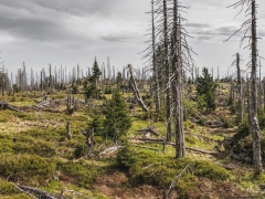 Massive Schäden - Wälder benötigen schnelle Hilfe