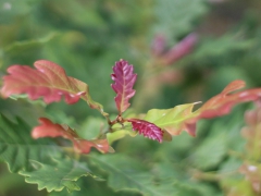 Baum des Jahres: Roteiche