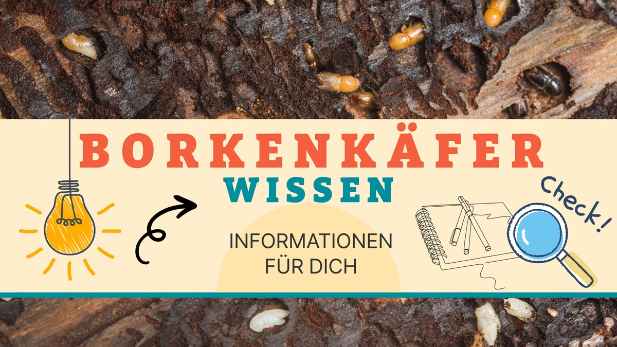 Banner KaeferWissen