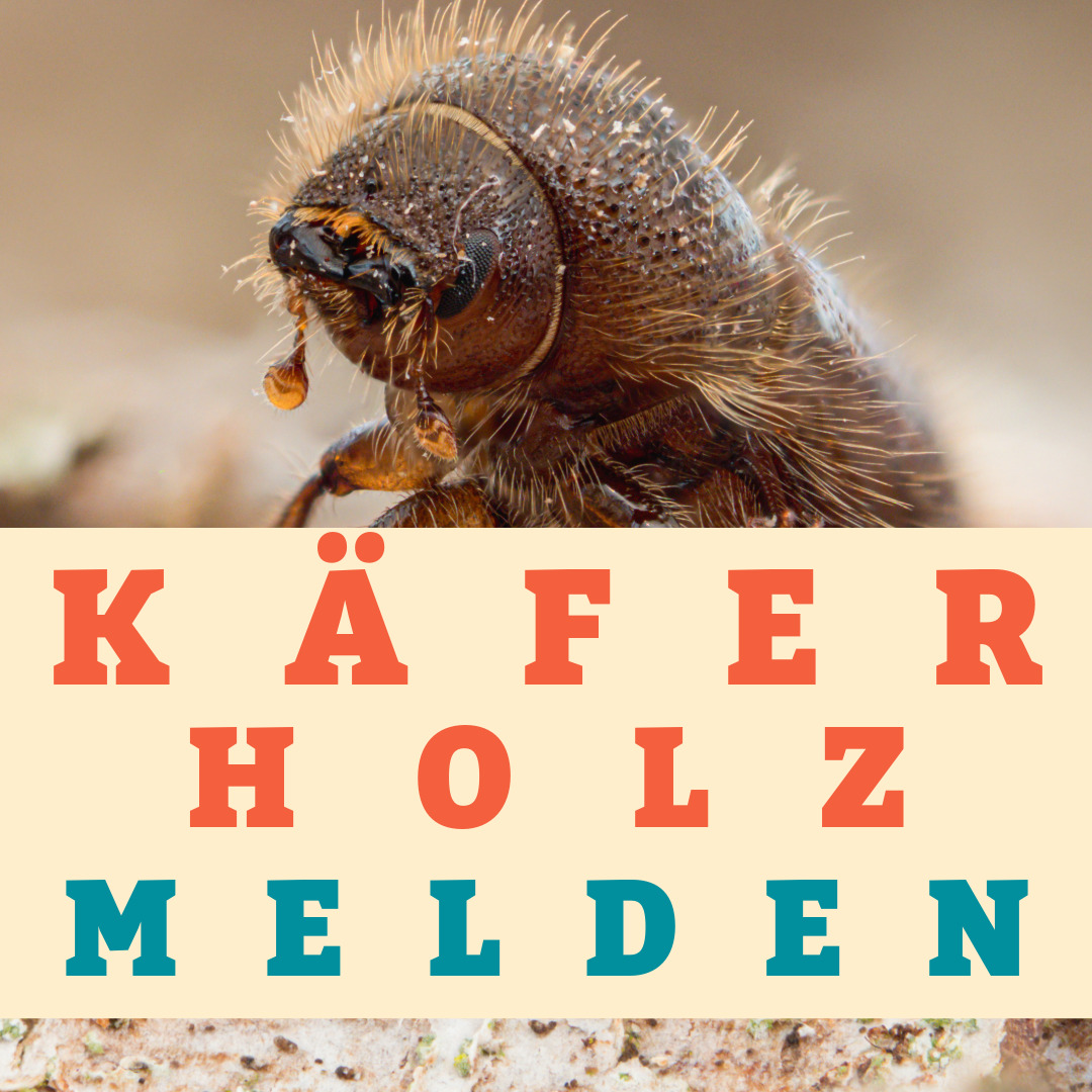 OnlineMeldungKaefer